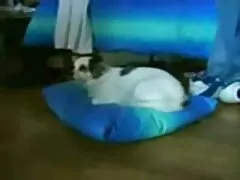 નગ્ન lobstertube રમત
